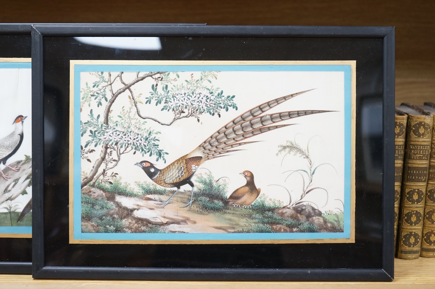 Chinese School, Birds of paradise, pair of pith paper paintings, 16 x 28cm, framed